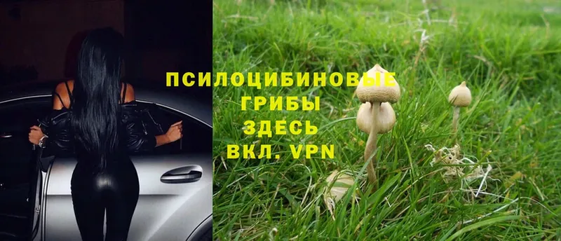 Галлюциногенные грибы Psilocybe  Кашин 